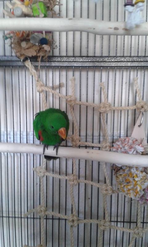 Full length perches for Eclectus