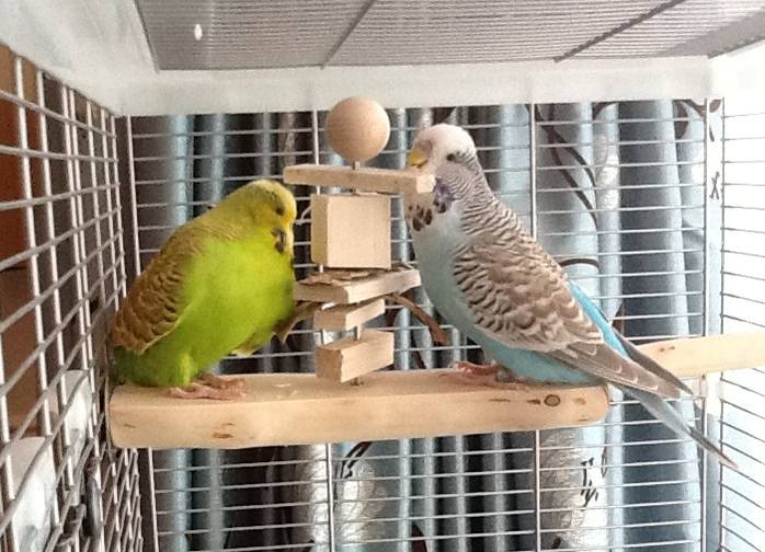 Budgie Perches UK Made