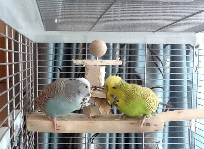 Budgie Toy Perches UK