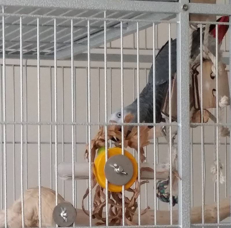 Cage mounted toys for African Grey Parrots