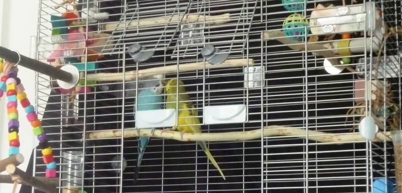 Full length Budgie Perches