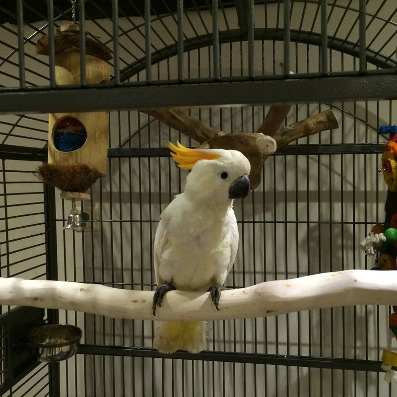 Cockatoo Perches made to for any cage UK