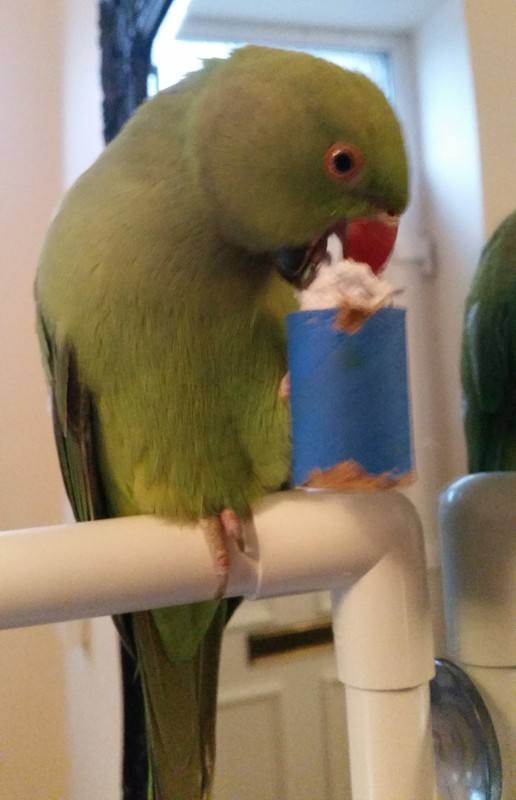 Foraging Foot Toys for Parrots