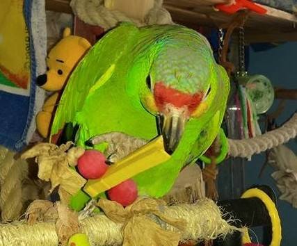 Fun Foot Toys for Parrots