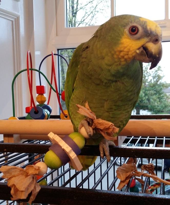 Foot Toys for Amazon Parrots UK Square Bite