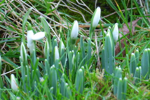 snowdrops