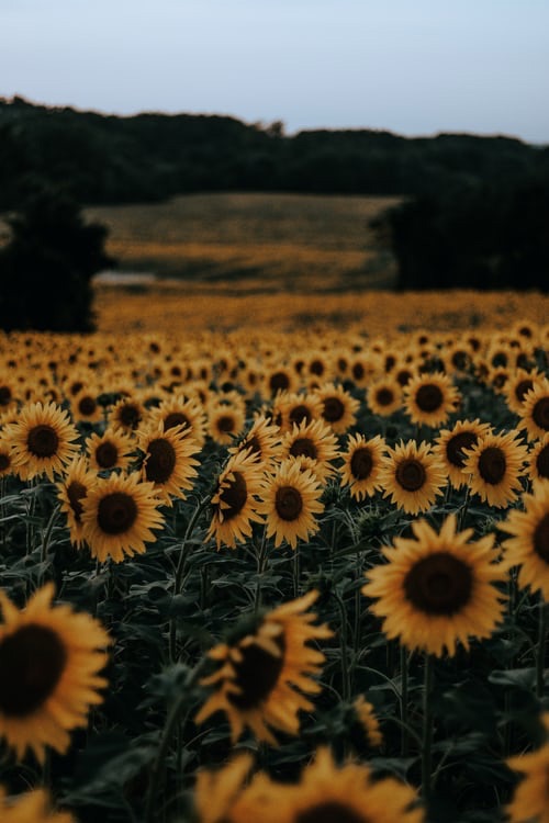 sunflower field