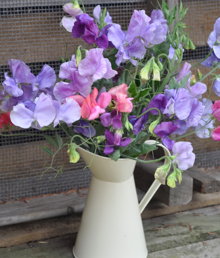 Sweetpeas 02