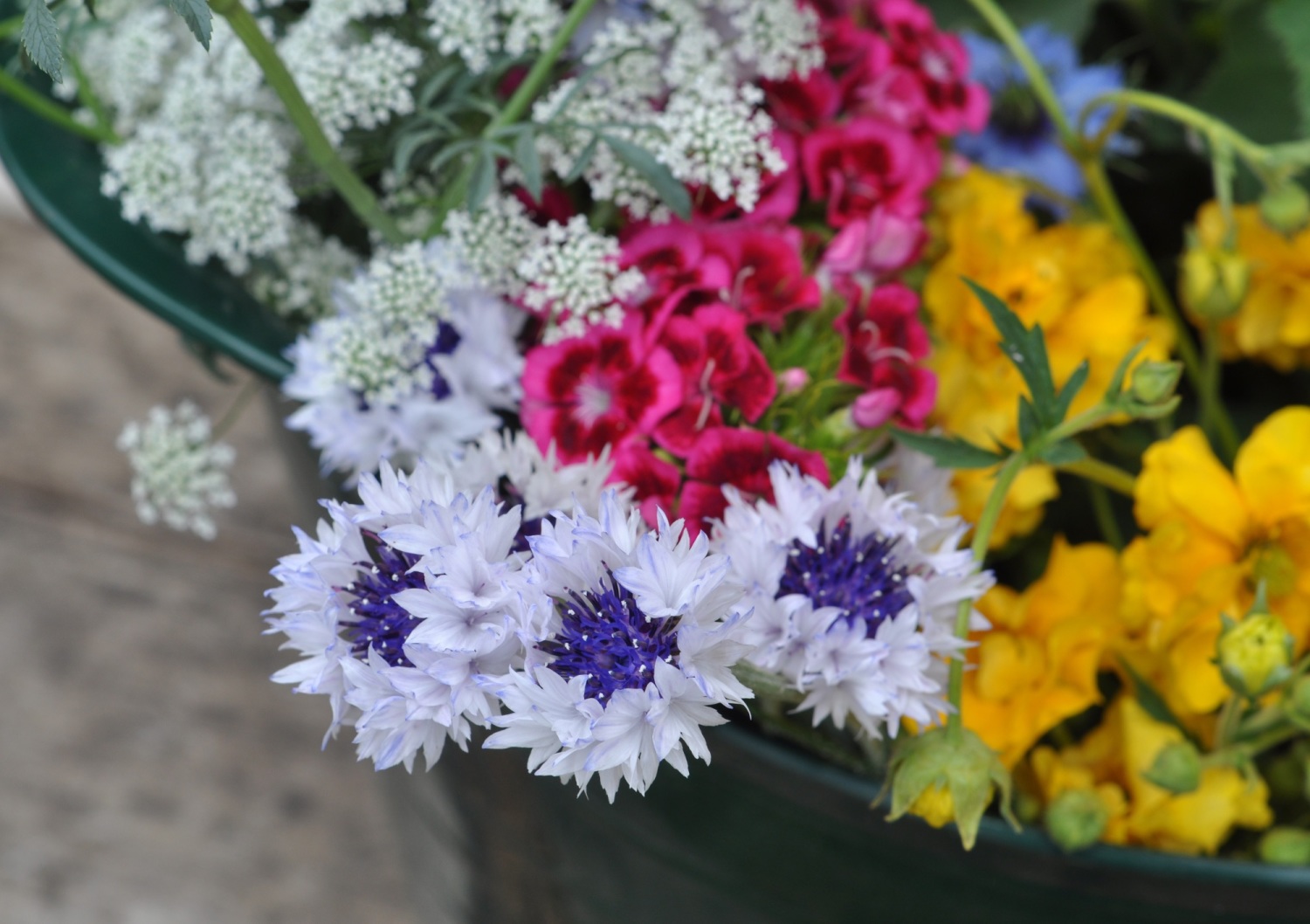 Five cut flowers to grow for cutting in 2021