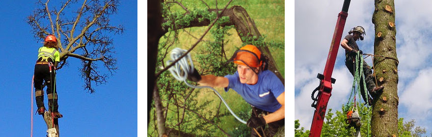 Tree Surgeon Images