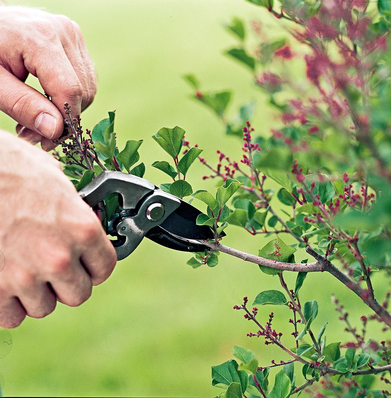 pruning treefellas