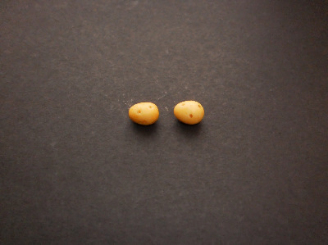 Kitsch Mini Potato Vegetable Stud Earrings