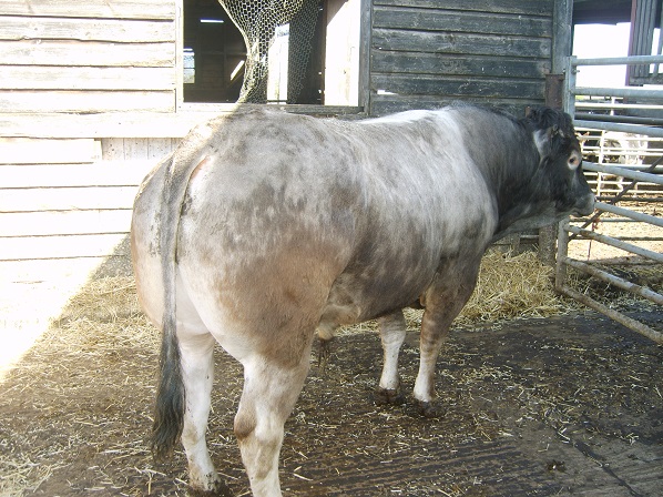 leighton_bull_for_sale