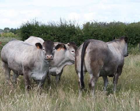Bazadaise Cattle