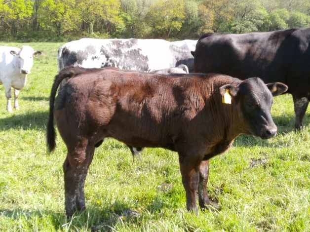 AABazadaiseX Bull Calf