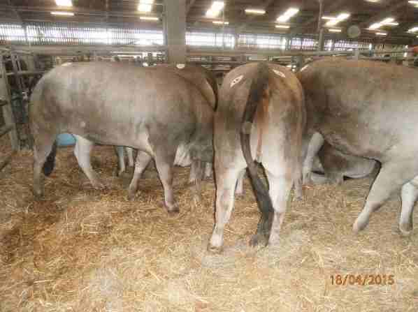 sale2015_willies heifers