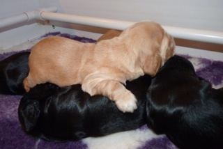 puppy brown and black