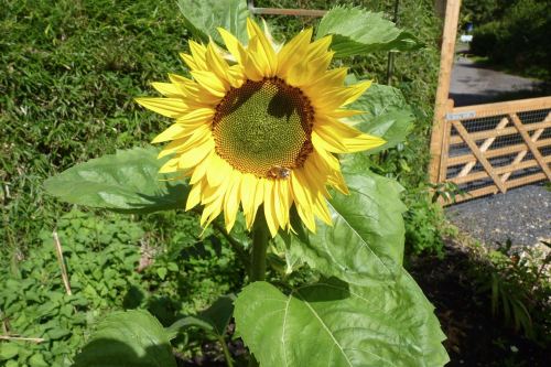 p1010326 sunflower 1