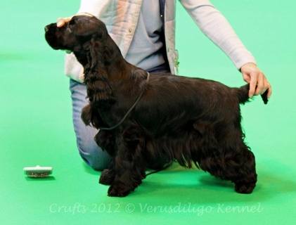 Venue Crufts 2012