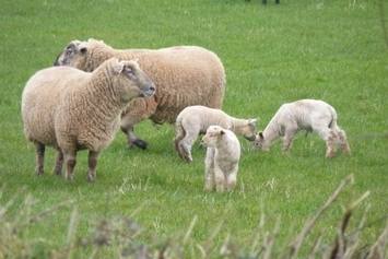 Spring lambs 2013