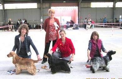 Cornwall Gundog BOB 2014