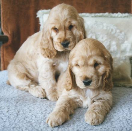 Pups on chair