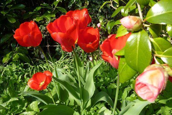 tulips (2)