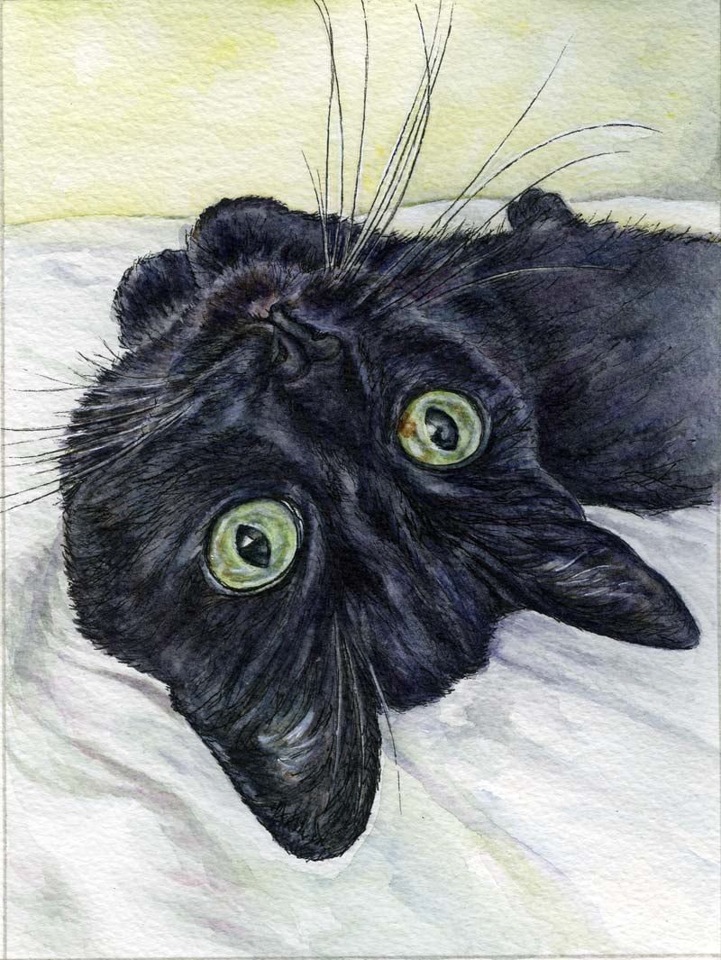 Watercolour & ink cat portrait