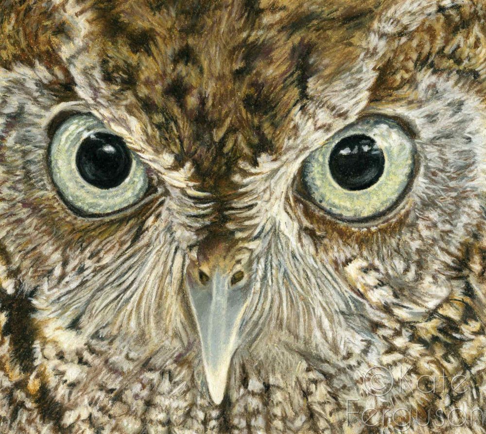 1 in stock - Screech owl print