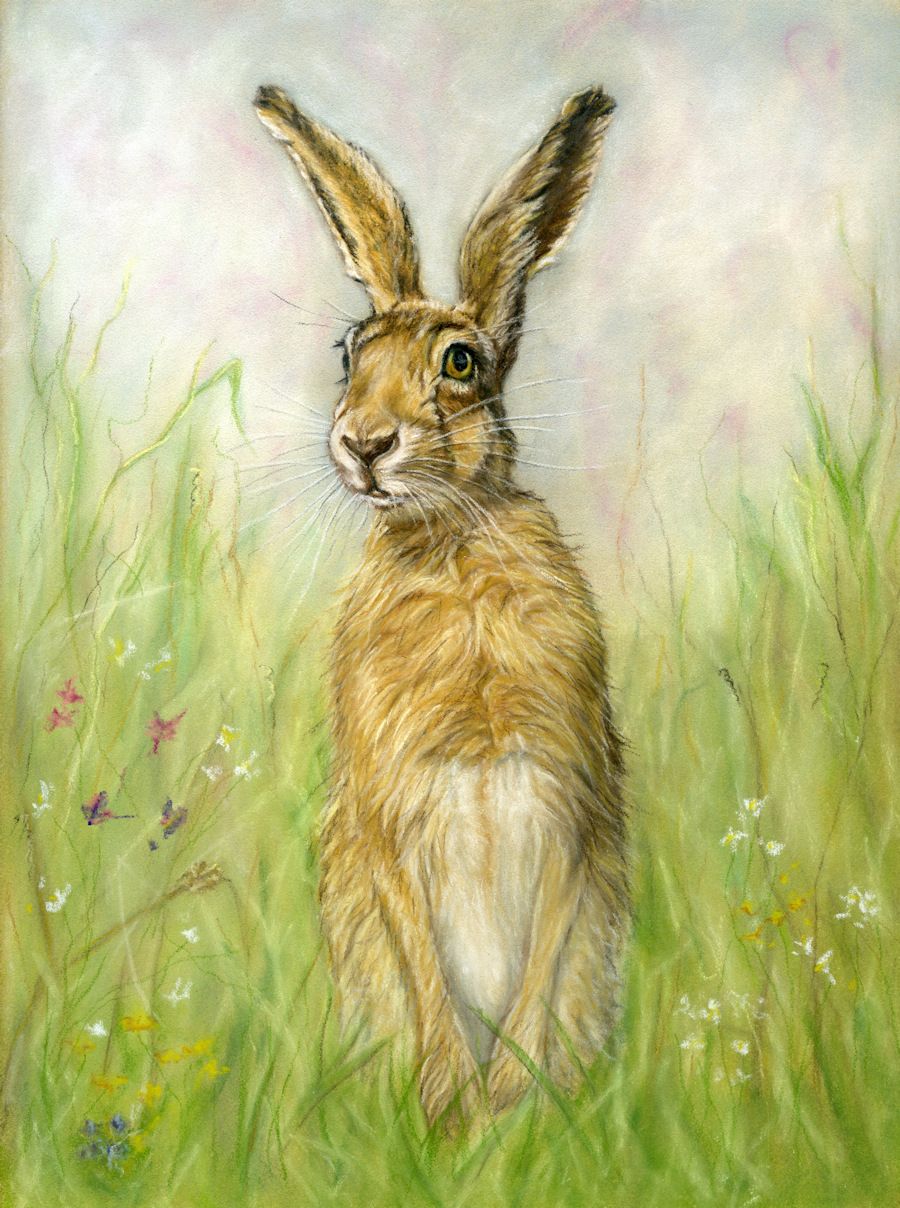 AVAILABLE TODAY - Giclee print of hare standing stillin grass