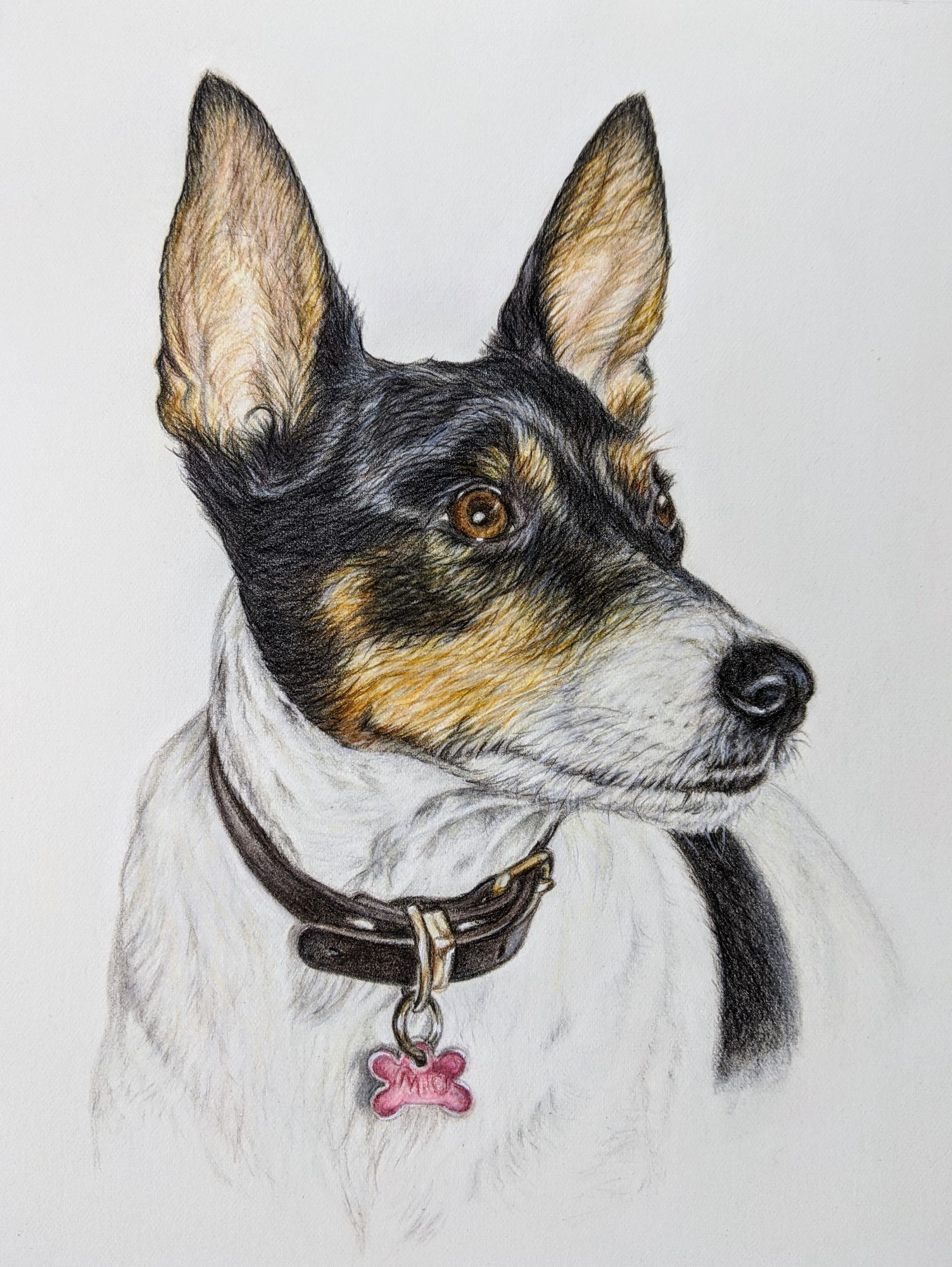 Coloured pencil dog portrait