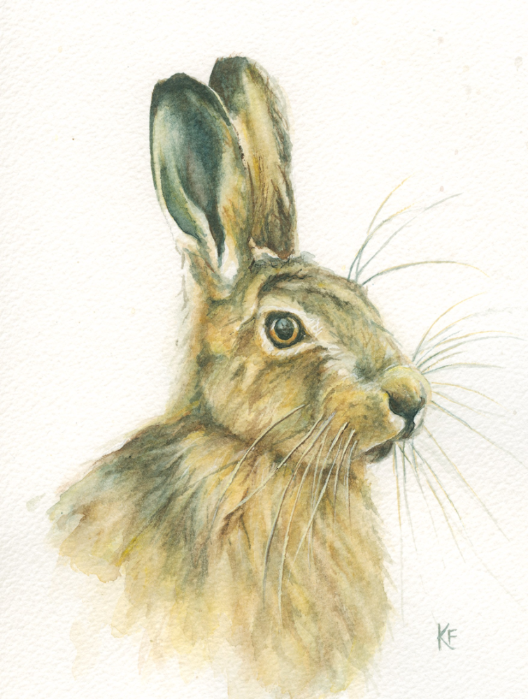 For sale. Mounted watercolour painting of a young hare