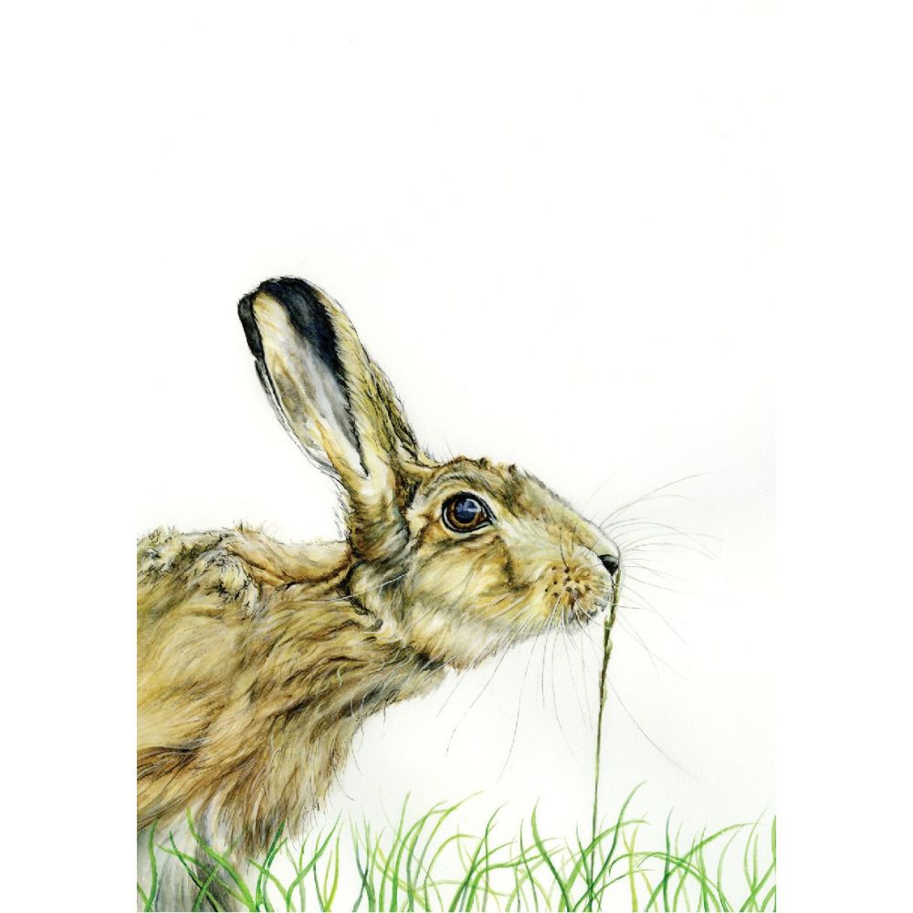  Greeting card - Inquisitive hare