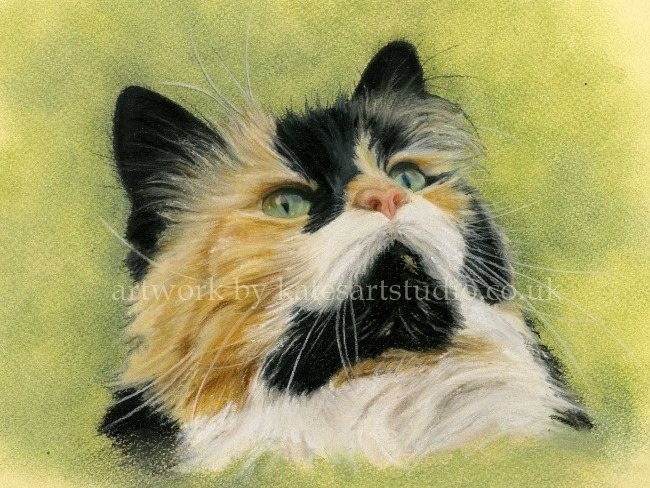 Pastels cat portrait