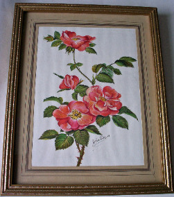 Wild rose, modern print, signed John Evans, framed and glazed c1980.
