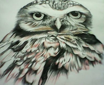 Study of an Owl. Charcoal, graphite and coloured pencil drawing, signed N.