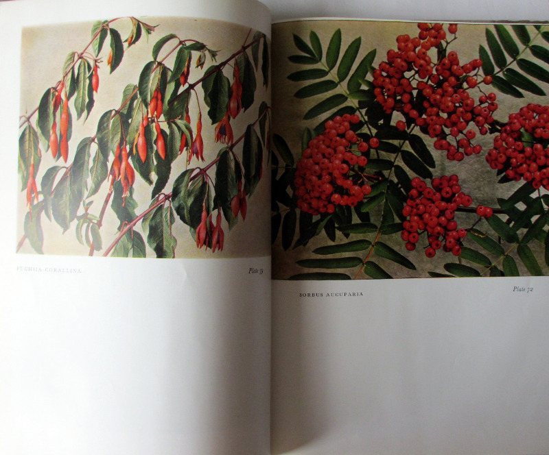 Trees and Shrubs throughout the year by Blanche Henrey & W.J. Bean. 1944. 1st Edition.