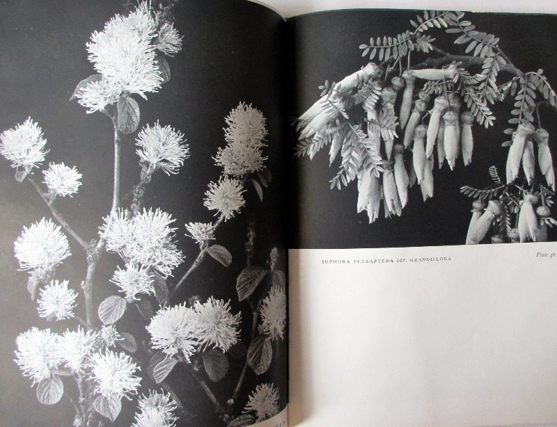 Trees and Shrubs throughout the year by Blanche Henrey & W.J. Bean. 1944. 1st Edition.