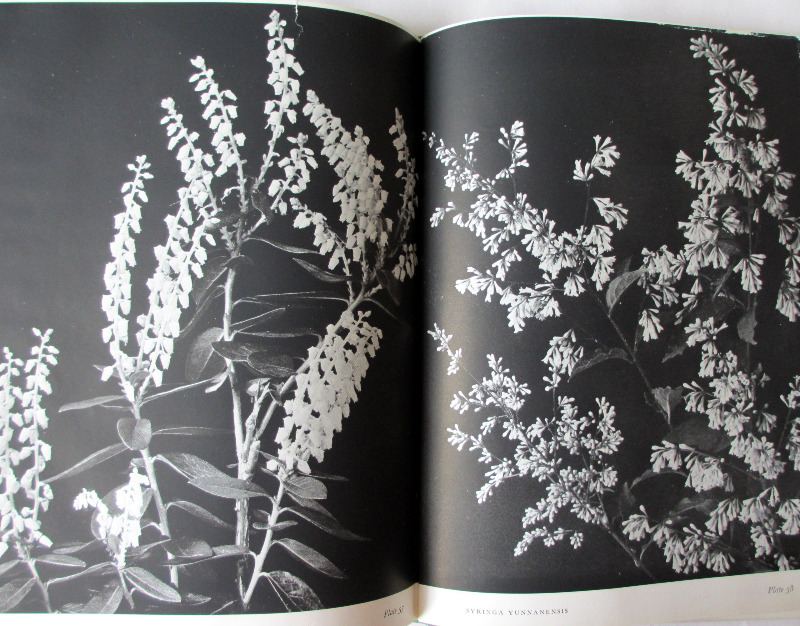 Trees and Shrubs throughout the year by Blanche Henrey & W.J. Bean. 1944. 1st Edition.