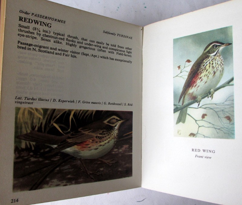 Bird Spotting by John Holland, Illustrated by Rein Stuurman. 1965. 2nd ...