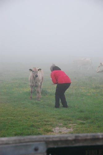 cow whisperer 1