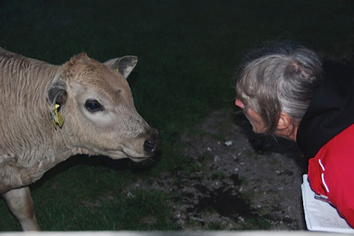 cow whisperer 2