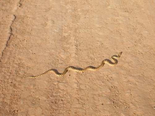 Horseshoe_gopher_snake