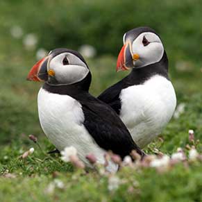 puffins