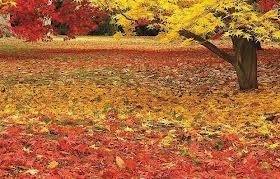 autumn scene