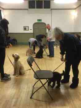 Helping puppies grow into confident dogs