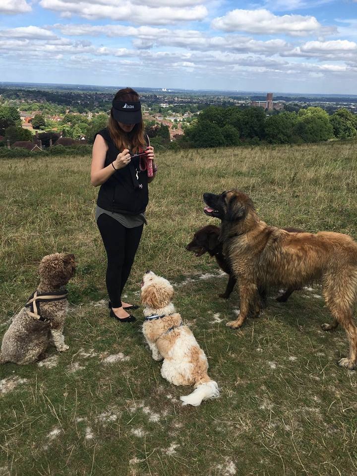 Expert group dog walker in Guildford & Godalming, Surrey