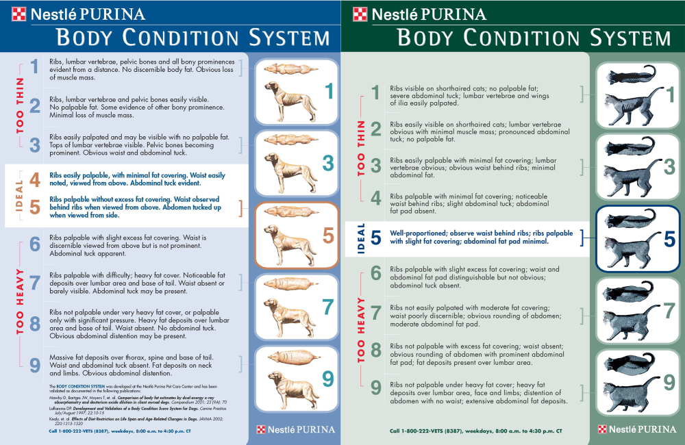 Body Condition Score Dog and Cat