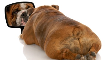 How to assess your pets weight
