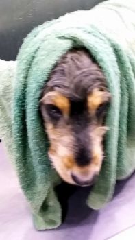 TOWEL1